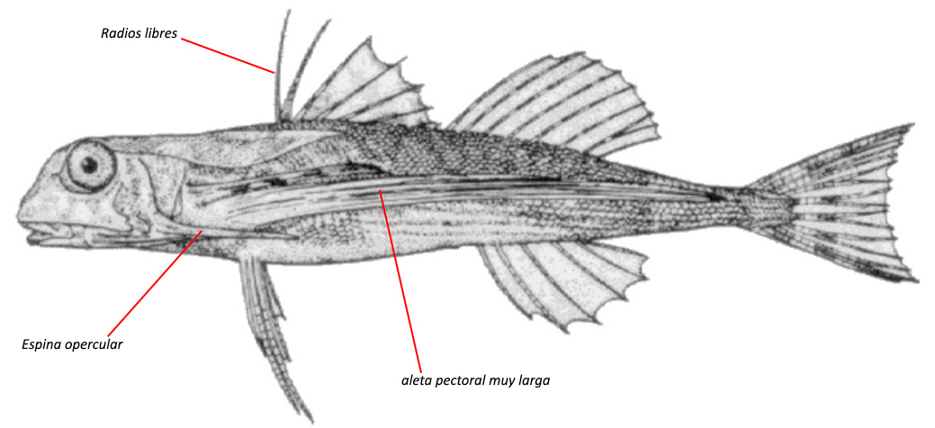 Dactylopterus volitans_01.jpg